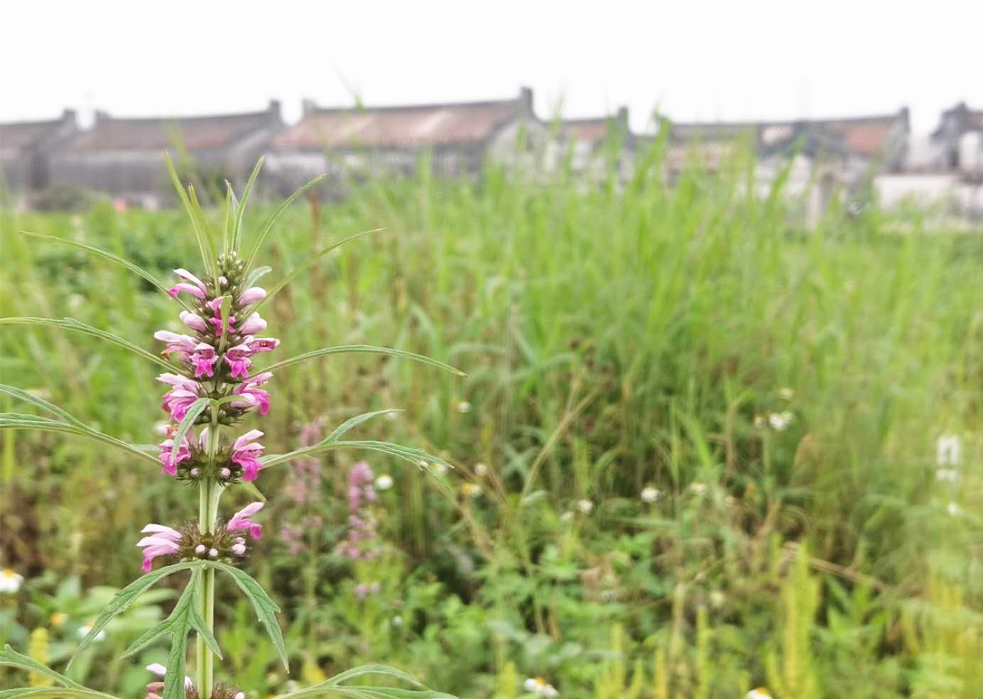 1585732447273186.jpg 1585732447273186.jpg